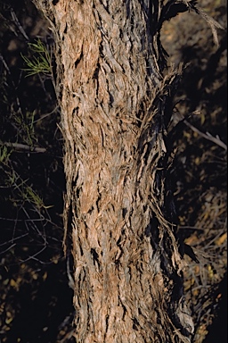 APII jpeg image of Eucalyptus concinna  © contact APII