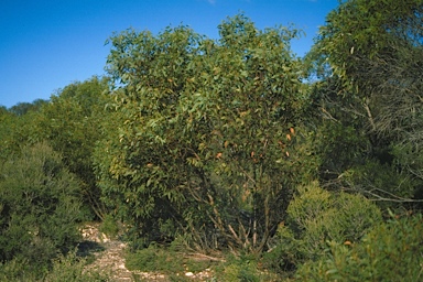 APII jpeg image of Eucalyptus conglobata subsp. conglobata  © contact APII