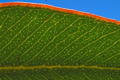 APII jpeg image of Eucalyptus conveniens  © contact APII