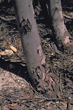 APII jpeg image of Eucalyptus crispata  © contact APII
