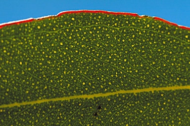 APII jpeg image of Eucalyptus adesmophloia  © contact APII