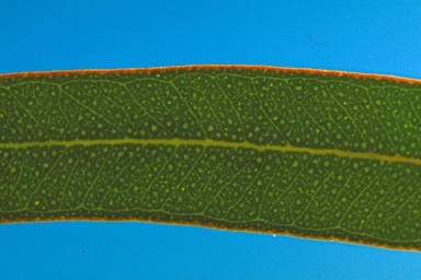 APII jpeg image of Eucalyptus densa subsp. improcera  © contact APII