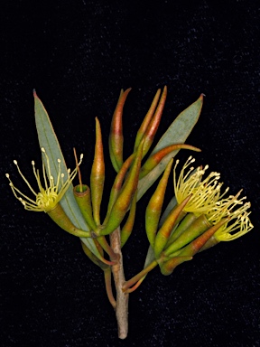 APII jpeg image of Eucalyptus densa subsp. improcera  © contact APII