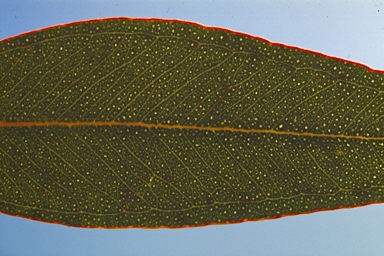 APII jpeg image of Eucalyptus desmondensis  © contact APII