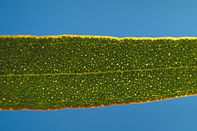 APII jpeg image of Eucalyptus dissimulata  © contact APII