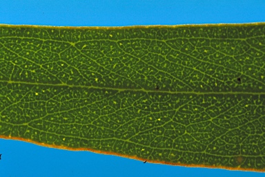 APII jpeg image of Eucalyptus diversifolia subsp. hesperia  © contact APII