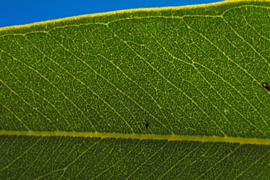 APII jpeg image of Eucalyptus dundasii  © contact APII