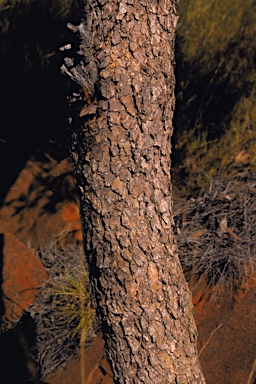 APII jpeg image of Corymbia eremaea  © contact APII