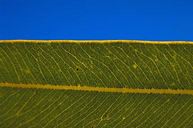 APII jpeg image of Corymbia eremaea  © contact APII