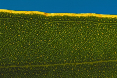 APII jpeg image of Eucalyptus x erythrandra  © contact APII