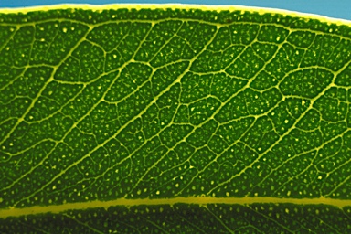 APII jpeg image of Eucalyptus erythrocorys  © contact APII