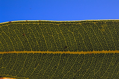 APII jpeg image of Corymbia ferriticola  © contact APII