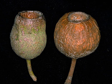 APII jpeg image of Corymbia ficifolia  © contact APII