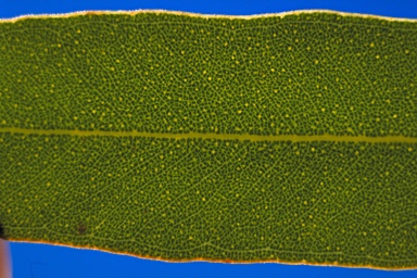 APII jpeg image of Eucalyptus foecunda  © contact APII