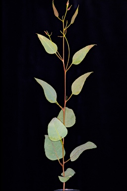 APII jpeg image of Eucalyptus forrestiana  © contact APII