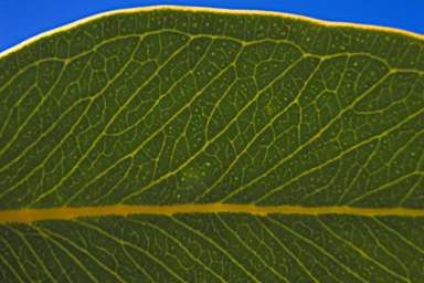 APII jpeg image of Eucalyptus gamophylla  © contact APII