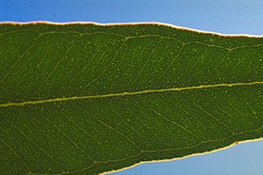 APII jpeg image of Eucalyptus gardneri subsp. gardneri  © contact APII
