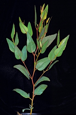 APII jpeg image of Eucalyptus gardneri subsp. ravensthorpensis  © contact APII