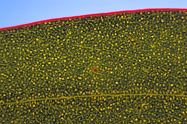 APII jpeg image of Eucalyptus georgei subsp. georgei  © contact APII