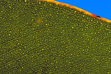 APII jpeg image of Eucalyptus notactites  © contact APII