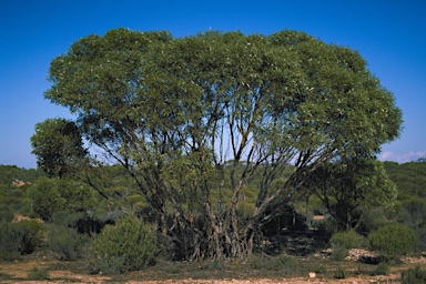 APII jpeg image of Eucalyptus incrassata  © contact APII