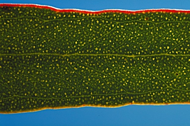 APII jpeg image of Eucalyptus incrassata  © contact APII