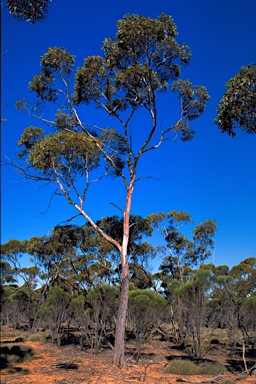 APII jpeg image of Eucalyptus indurata  © contact APII