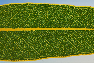 APII jpeg image of Eucalyptus johnsoniana  © contact APII