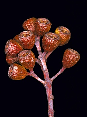 APII jpeg image of Eucalyptus kruseana  © contact APII