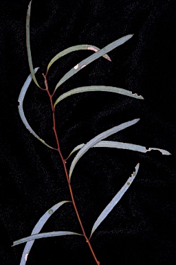 APII jpeg image of Eucalyptus kumarlensis  © contact APII