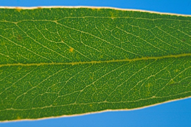 APII jpeg image of Eucalyptus aff largiflorens  © contact APII