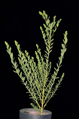 APII jpeg image of Eucalyptus longicornis  © contact APII