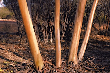 APII jpeg image of Eucalyptus loxophleba subsp. gratiae  © contact APII