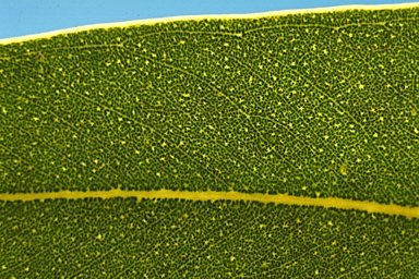 APII jpeg image of Eucalyptus megacarpa  © contact APII