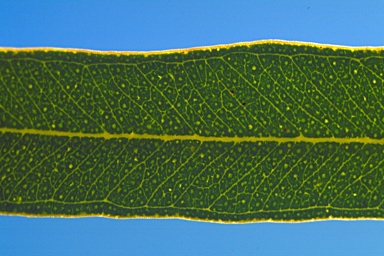 APII jpeg image of Eucalyptus melanophitra  © contact APII