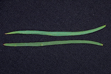 APII jpeg image of Eucalyptus merrickiae  © contact APII