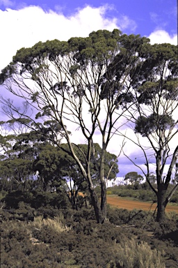 APII jpeg image of Eucalyptus myriadena subsp. parviflora  © contact APII