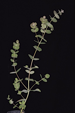 APII jpeg image of Eucalyptus goniocalyx subsp. exposa  © contact APII