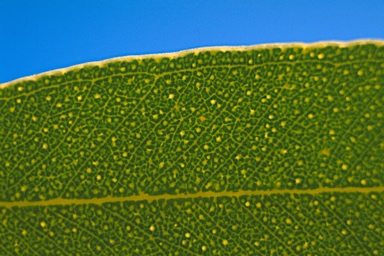 APII jpeg image of Eucalyptus oleosa subsp. oleosa  © contact APII