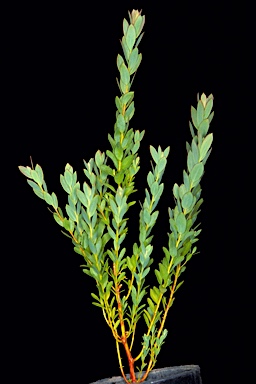 APII jpeg image of Eucalyptus oleosa subsp. oleosa  © contact APII