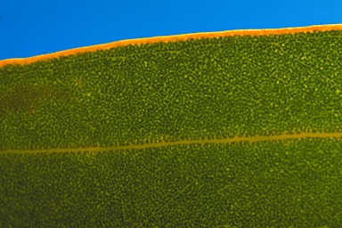 APII jpeg image of Eucalyptus hypolaena  © contact APII