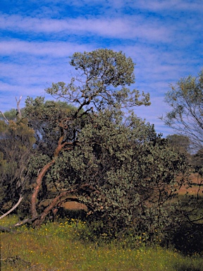 APII jpeg image of Eucalyptus educta  © contact APII