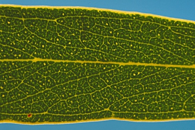 APII jpeg image of Eucalyptus pachyloma  © contact APII