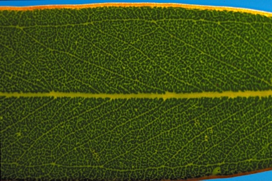 APII jpeg image of Eucalyptus pendens  © contact APII