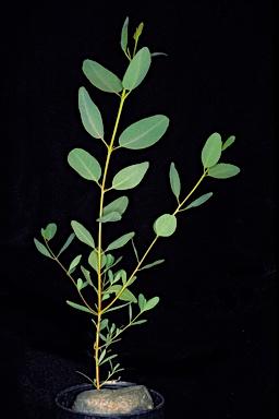 APII jpeg image of Eucalyptus petrensis  © contact APII