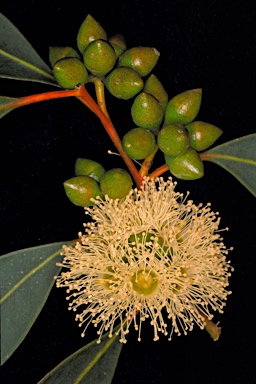 APII jpeg image of Eucalyptus x phylacis  © contact APII