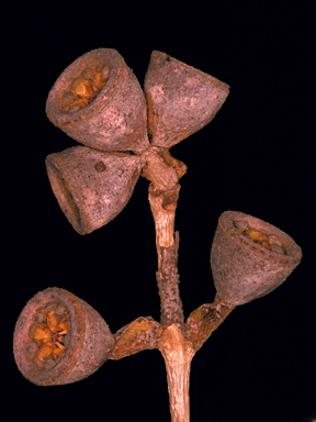 APII jpeg image of Eucalyptus preissiana subsp. preissiana  © contact APII