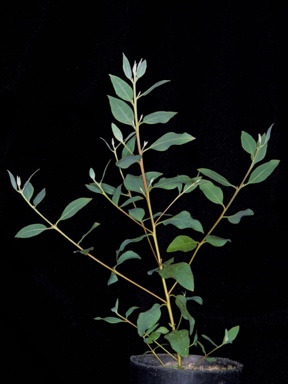 APII jpeg image of Eucalyptus protensa  © contact APII