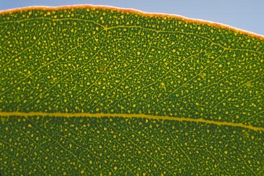 APII jpeg image of Eucalyptus pruiniramis  © contact APII