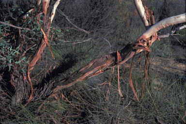 APII jpeg image of Eucalyptus pyriformis  © contact APII